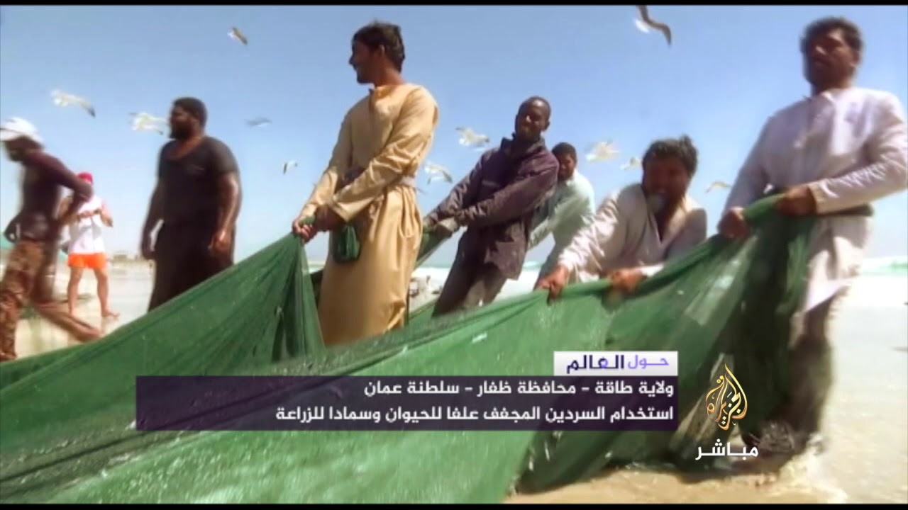 سلطنة عمان - موسم "الضواغي" لصيد سمك السردين ..