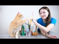 Purina Beyond Cat Food Review