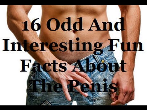 Fun Penis Facts 46