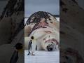 The Brave Penguin Who Saved a Polar Bear Covered in Barnacles