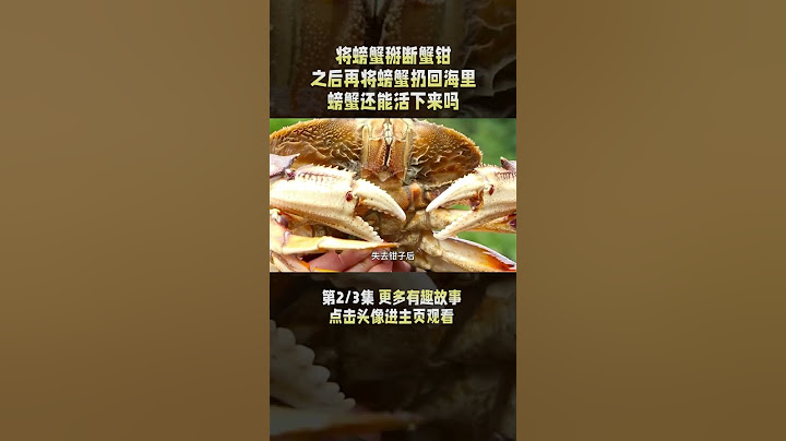 2/3 佛罗里达石蟹有多珍贵？吃石蟹只能吃蟹钳，吃整只就要牢底坐穿！ #螃蟹 #石蟹 #Florida