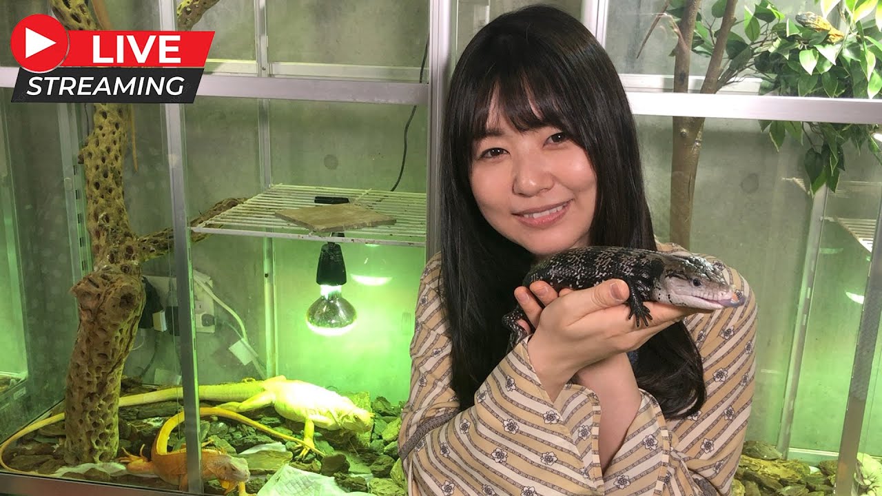 Live配信 爬虫類紹介 つぼみちゃんお気に入りの爬虫類は ベタ慣れな爬虫類を沢山紹介します Youtube