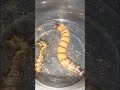 Superworm Pupation conditions and preparations - Superworm breeding - Colony care