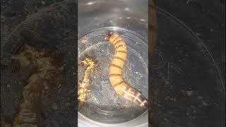 Superworm Pupation conditions and preparations  Superworm breeding  Colony care