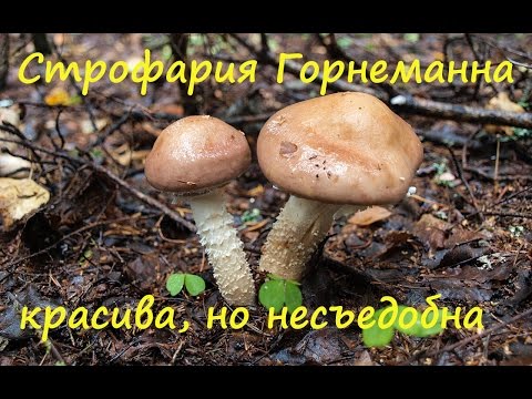 Красива, но несъедобна. Строфария Хорнеманна - Stropharia Hornemannii