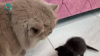 Rescued Kitten Meets Huge Cat for the First Time - Kitten Drinks Milk by Paw&Breed 437 views 11 months ago 3 minutes, 1 second