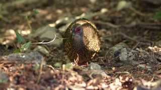 Swinhoe's Pheasant and Friends