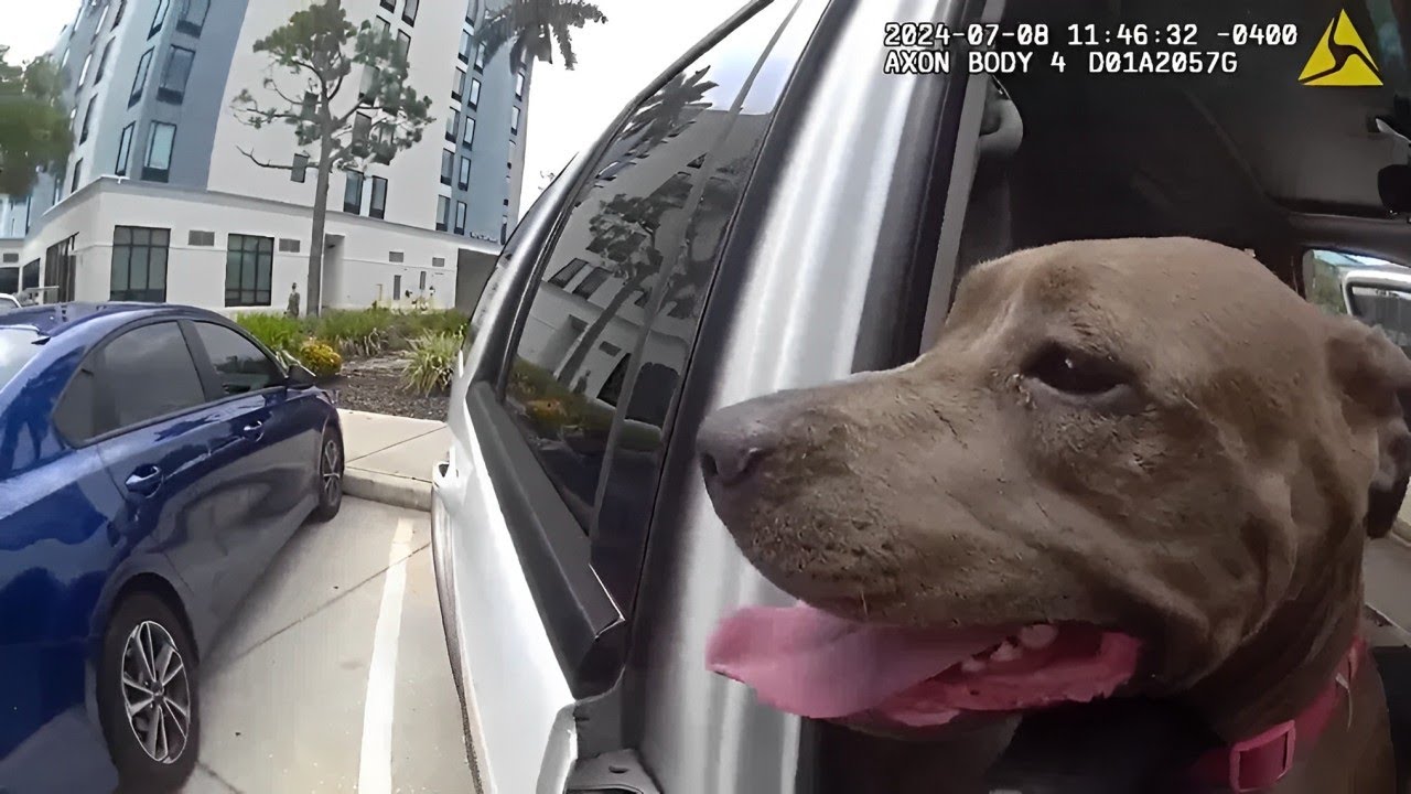 florida police smash window to rescue dog from hot car - YouTube