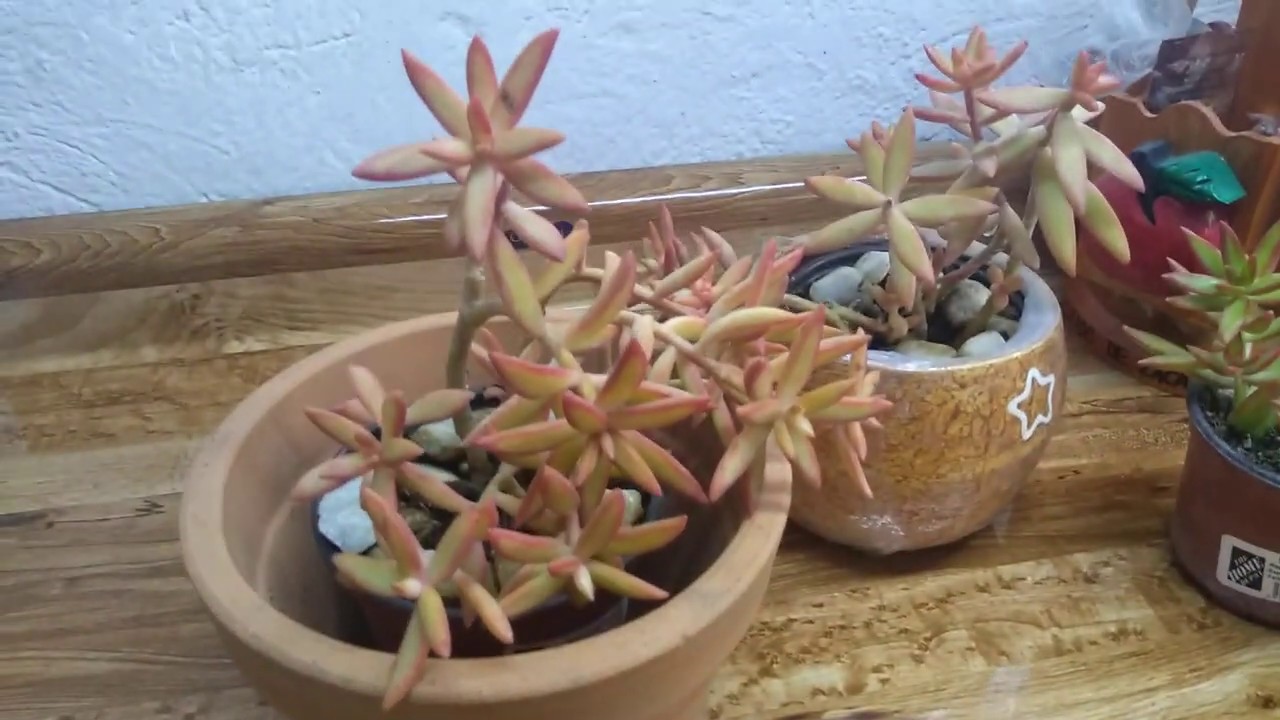 Crassula capitella campfire? Ayúdame a descubrirlo! 