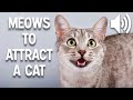 Sounds that attract cats 20  meow to make cats come to you  kitten meow to attract cats