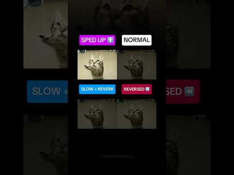 Meow Lvusm But Sounds That Sound Good Every Version