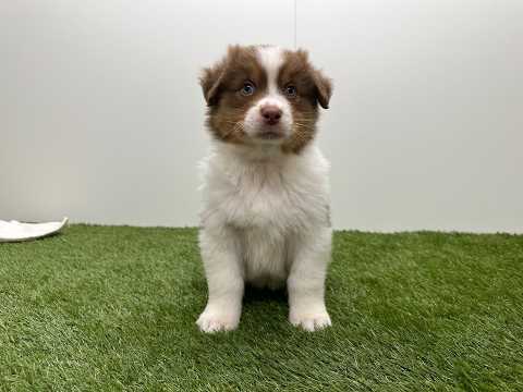 Video van Berger Australien Male Tricolor - PUP-ID 010725146 | Dierenhof Debrabandere