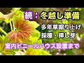 【ガーデニングを楽しもう!】ゼラニウムの堀り上げ・コキアの種の採り方・ジニアの採種・ネコノヒゲの挿し芽・挿し芽マーガレットとオステオスペルマムのその後と植え替え・室内ビニールハウス設置まで!