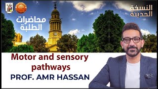 Motor and sensory pathways- أ.د.عمرو حسن الحسني أستاذ المخ و الأعصاب