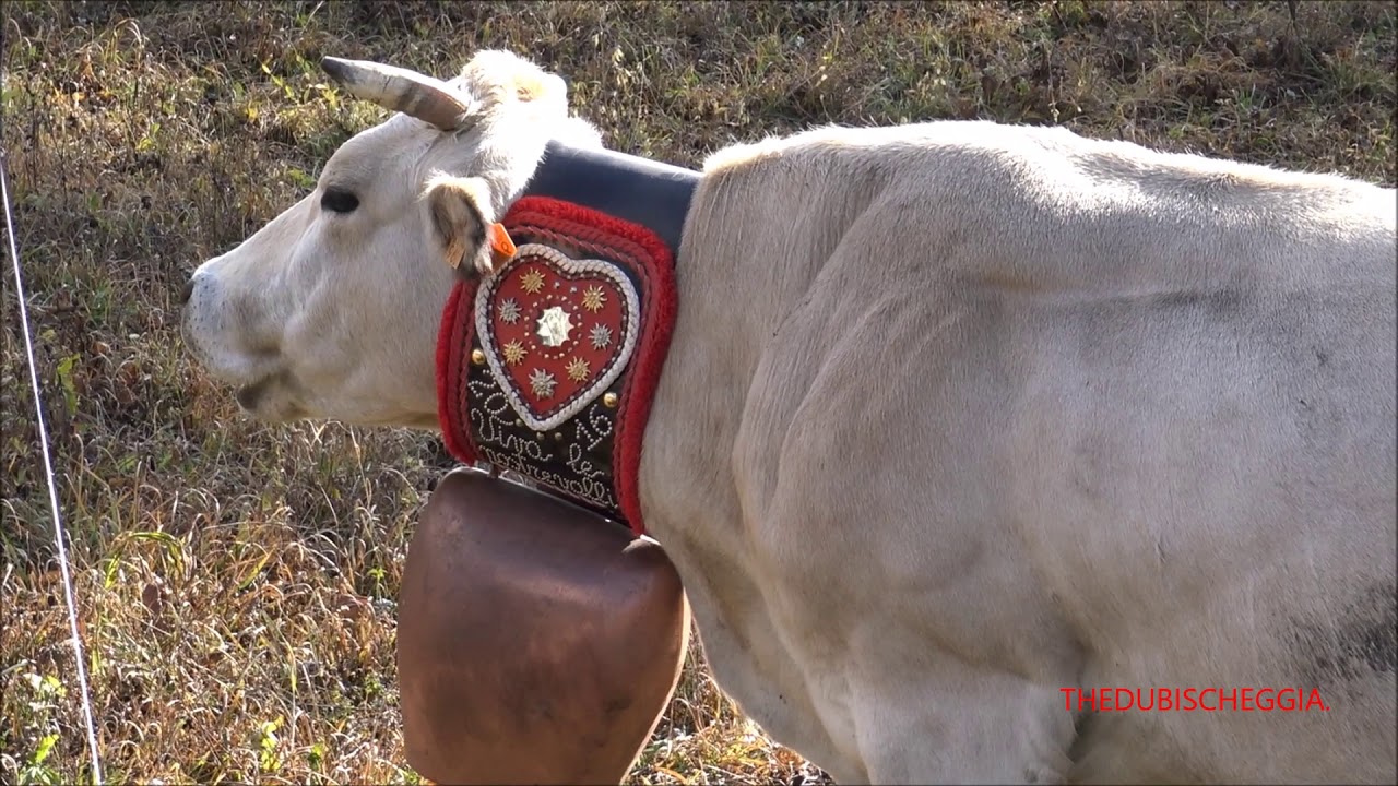 MUCCA CON UN BELLISSIMO CAMPANACCIO, FIERA DI S. MARTINO A CASTELDELFINO  (CN) DOM. 18 - 10 - 2020. 