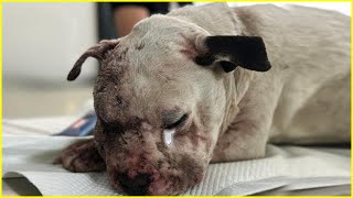 Stop Trying To Save Me! Poor Dog Tearfully Gives Up All Efforts To Live Again