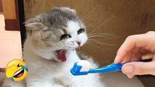 Try Not To Laugh 😅 Funniest Cats and Dogs 2024 😹🐶 Part 17