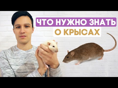 Домашние крысы – что нужно знать перед покупкой? Содержание крысы в домашних условиях