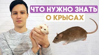 Домашние крысы - что нужно знать перед покупкой? Содержание крысы в домашних условиях