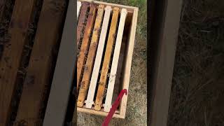 Bee’s are in the hive!!! #beekeeping #bees #beginners #honeybee #homestead #homesteading
