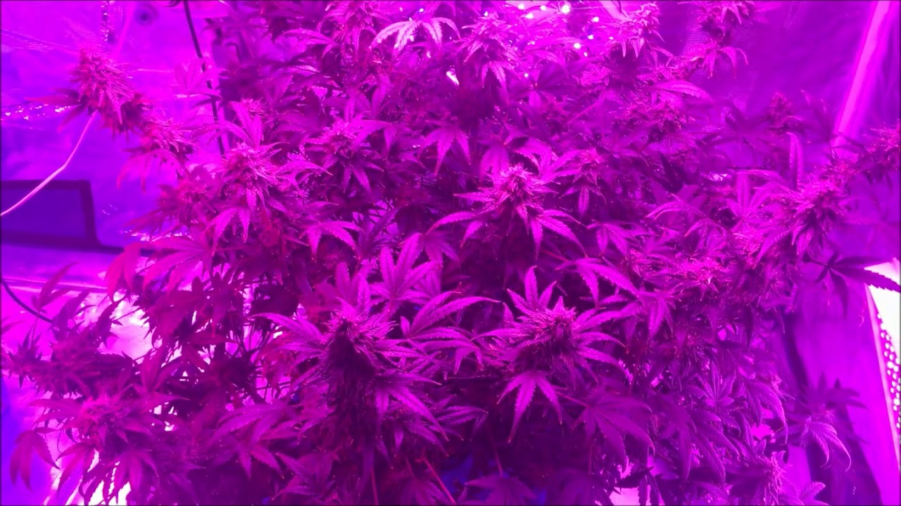 Mars Hydro reflector 192/96. bubbleponics growing. Dutch Passion Durban Poison Auto 8.5wks