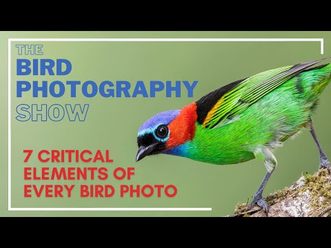 7 CRITICAL Elements of EVERY Bird Photo! | What about using Flash?