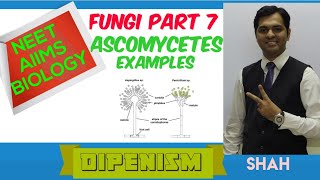 Fungi | Ascomycetes | First ANTIBIOTIC  - Part 7 | #NEET #BIOLOGY | #AIIMS #Dipenism