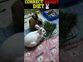correct adult rabbit diet 🐰🌱 खरगोश का सही डाइट चार्ट,🥬#shorts #trending #rabbit #rabbitfood #viral