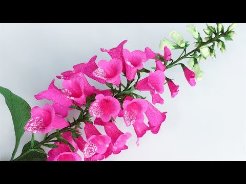Видео: Какво е Fairy Foxglove - Как да отглеждаме Fairy Foxglove растения