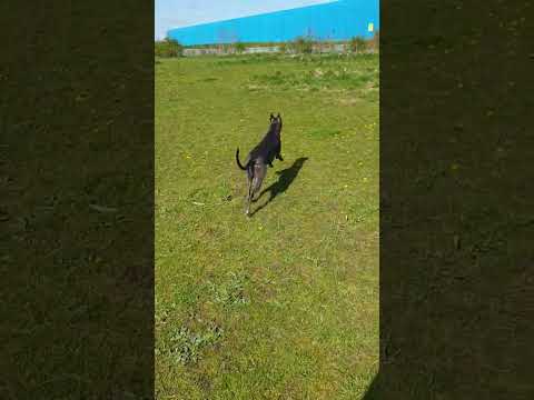 Simba Nala GuGu GUGULABEL