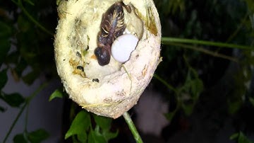 Baby Hummingbirds Eggs to Flight