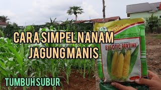 Cara menanam jagung manis.