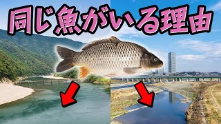 淡水魚は海を渡れないのに、なぜ離れた川に移動できたのか#72