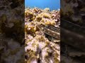 una MORENA VENENOSA entre las rocas!