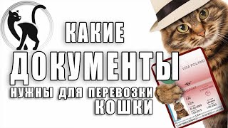 Перевозка животных. Какие документы нужны для путешествия с кошкой?