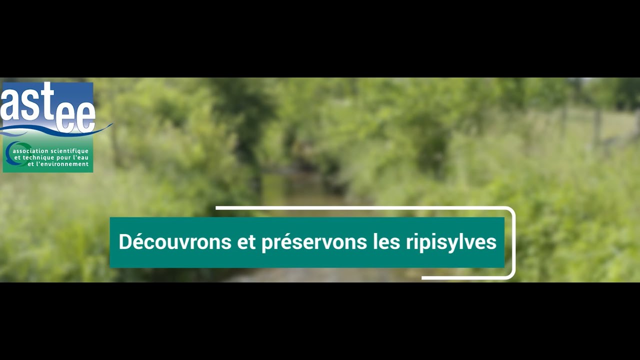 Découvrons et préservons les ripisylves