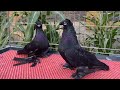 ЛУЧШИЕ ГОЛУБИ В МИРЕ **3 Часть** Узбекские двухчубые голуби. Tauben. Pigeons