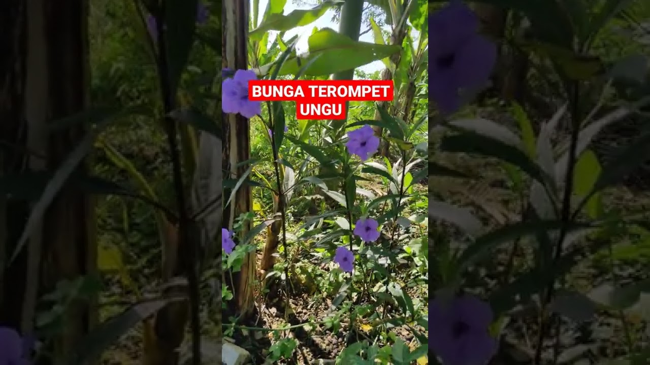BUNGA TEROMPET UNGU