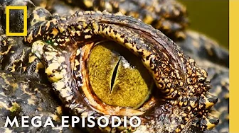 Viajes Salvajes: Megaepisodio | Nat Geo en Español