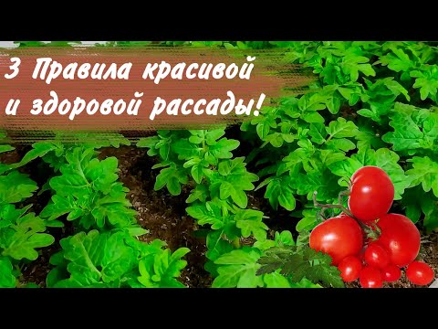 Как вырастить крепкую