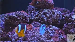 [LYRIC VIDEO] యేసు నేను నీ సొంతమై | Yesu Nenu nee Sontamai | Telugu old Christian Song