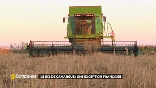 Le riz de Camargue : une exception Française