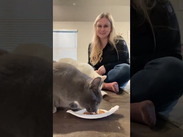 LIVE ASMR- hair cut time - cats eating