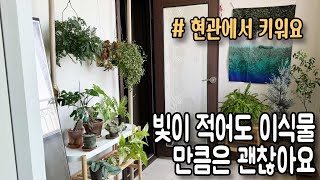 그늘에서도 잘 자라는 식물 8종류 / 북향 현관에서 키우고 있는 빛이 적어도 조금 어두워도 잘 자라고  키우기 쉬운 식물 추천