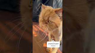 Lolo es el gato persa más feliz cuando le toca corte de pelo! #cat #gatos #gatosfelices #gatospersas