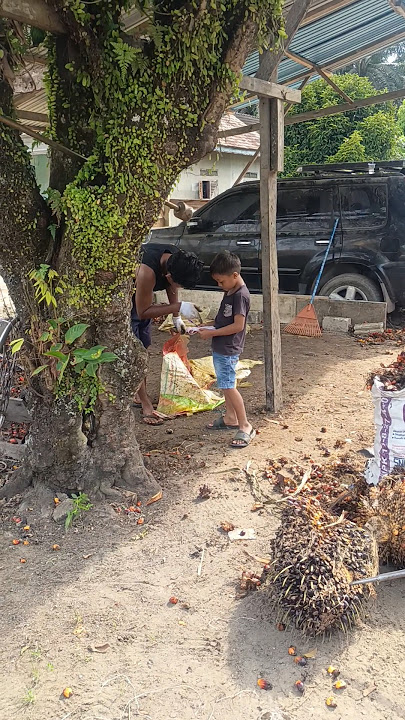 Bos kecik nimbang brondol dulu #sawit #brondolsawit #brondolan #shorts #viral