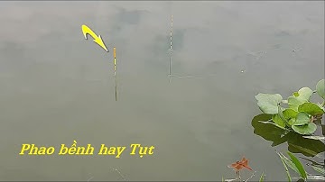 Cận cảnh câu cá diếc phao bềnh – Cá lôi tụt phao