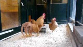 P1040091.Mov American Type Buff Leghorn Bantam
