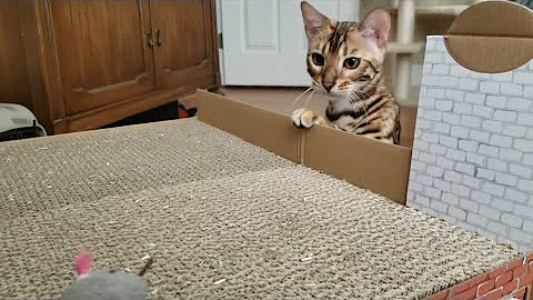 Watch the video about Bengal Kitty about to attack her mouse toy