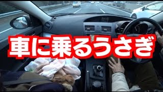 うさぎを車に乗せて出かけます♪ I will go out on a rabbit on a car